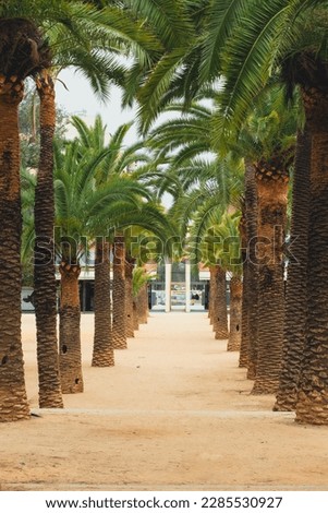 palm trees park in barcelona