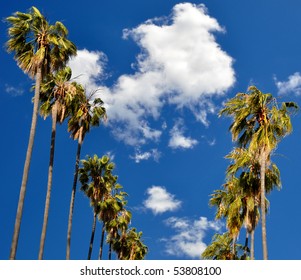 Palm Trees In Pasadena, California.