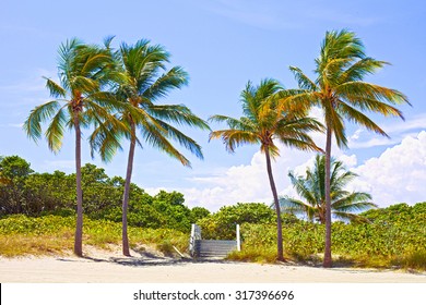 Palm trees and pathway to the sand on a beautiful sunny summer afternoon in Hollywood Beach near Miami Florida with ocean and blue sky in the background - Powered by Shutterstock