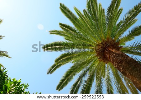 Palm Trees - Perfect palm trees against a beautiful blue sky
