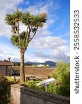 Palm trees Plockton bay, Scotland , UK mild climate despite the far-north latitude, allowing the Cordyline australis palm to prosper.