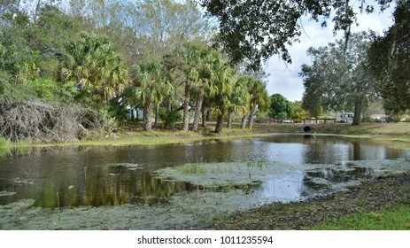 Palm Trees And A Pond In Port Charlotte, Florida.