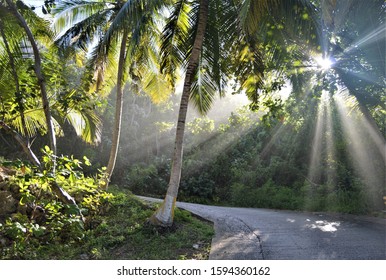 Palm Trees of Puerto Rico