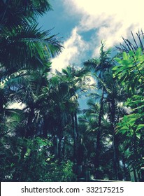 Palm Trees In Puerto Rico Rainforest