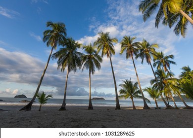 Palm Trees In Quepos, Costa Rica