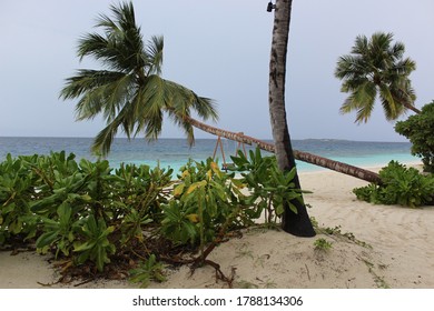 Palm Trees In Raa Atoll, Maldives