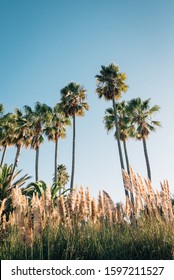 Palm Trees In Rancho Palos Verdes, California