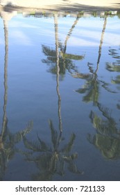 Palm trees reflected in water