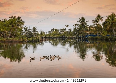 Palm trees reflecting in backwaters, Munroe Island, Kollam, Kerala, India, Asia