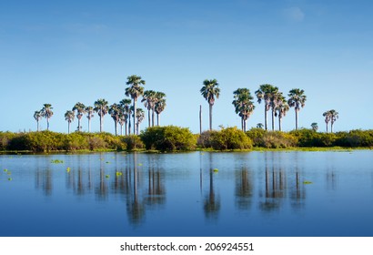 palm trees reflecting in the lake manze in africa 