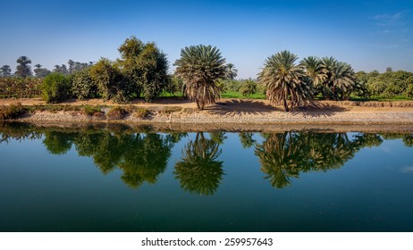 Palm trees reflecting like a mirror on the water of the nile river