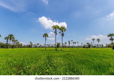 Palm trees in the rice field and blue sky background