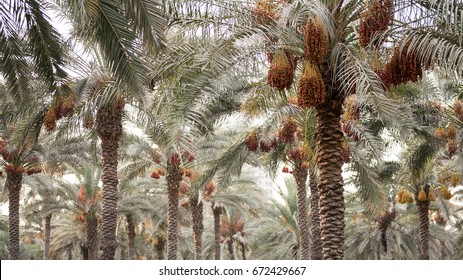Palm trees with ripe dates 