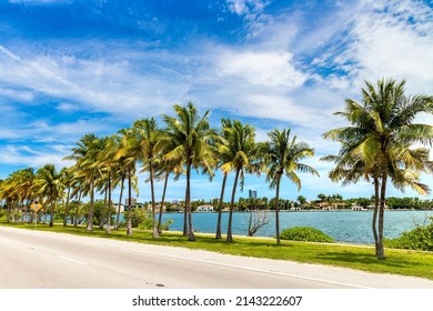 Palm trees and road in Miami Beach, Florida - Powered by Shutterstock