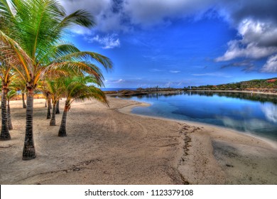 Palm Trees In Roatan, Honduras
