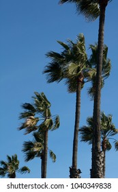 palm trees in a row 