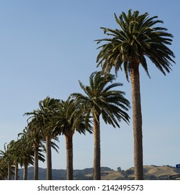 Palm trees in a row, Buffalo Beach, Whitianga, Coromandel Peninsula, Waikato Region, North Island, New Zealand