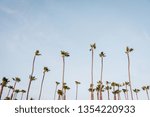 Palm trees in San Clemente, Orange County, California