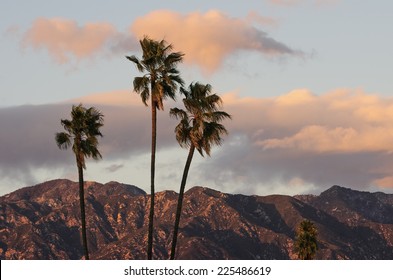 Palm trees with the San Gabriel Mountains in the far distance. Photo taken from Pasadena, California on a windy afternoon. - Shutterstock ID 225486619