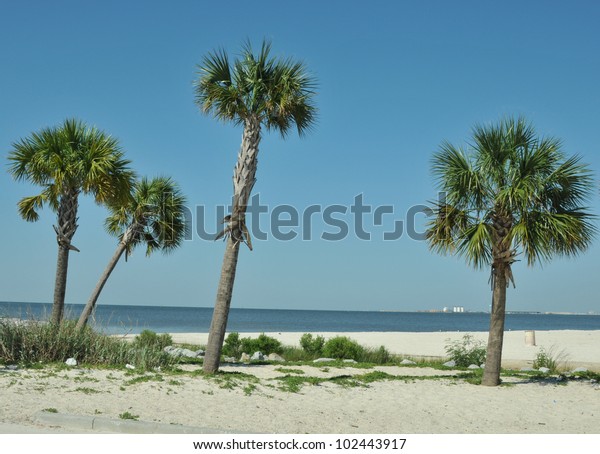 Palm Trees Sand Edge Gulf Mexico Stock Photo (Edit Now) 102443917