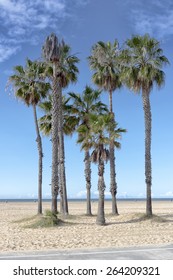 Palm Trees In Santa Monica