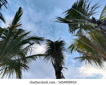 Palm Trees Seen From Below