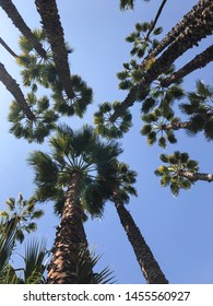 
Palm Trees Seen From Below