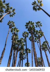 
Palm Trees Seen From Below