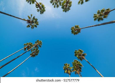 palm trees seen from below, California