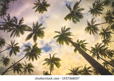palm trees seen from below with colorful sky
