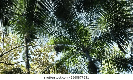 
Juçara palm trees seen from below, a typical palm tree of the Atlantic Forest