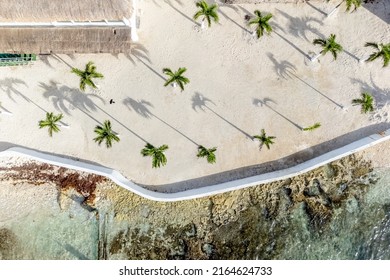 Palm Trees At The Shore Of Cozumel Beach