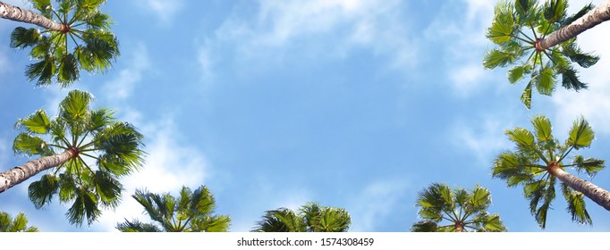 Palm trees shown from below with blue sky in the background.