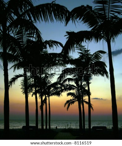 Palm trees silhouette at the ocean