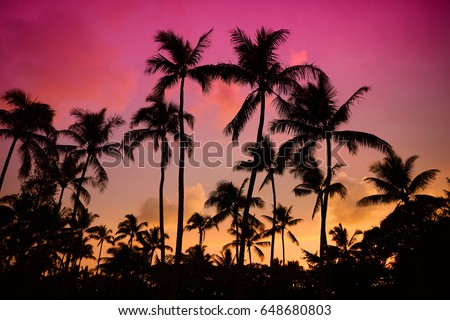 Palm trees silhouette on sunset tropical beach on Hawaii, USA