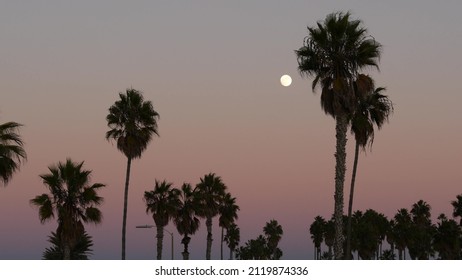 Palm trees silhouettes and full moon in twilight pink sky, California beach, USA. Beachfront palmtrees on coast in evening atmosphere, fullmoon on pacific ocean shore in dusk. Pastel lilac background.