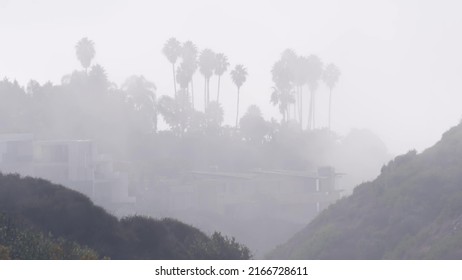 Palm trees silhouettes on cliff, bluff, rock or crag, foggy weather in Torrey Pines, California coast, USA. Eroded landscape in misty white air. Palmtrees in haze, fog or smog. Low visibility in brume