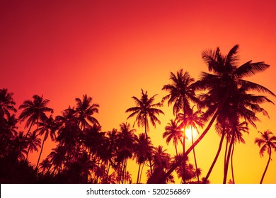 Palm trees silhouettes on tropical ocean beach at summer warm vivid sunset time with clear sky and sun circle with rays