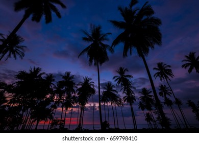 Palm trees silhouettes on tropical beach at vivid sunset and twilight time