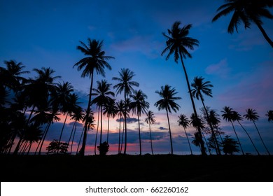 Palm trees silhouettes on tropical beach at vivid sunset and twilight time