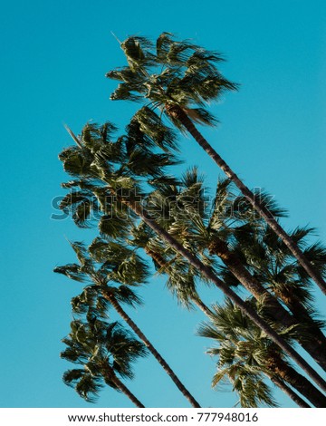 Palm trees and sky
