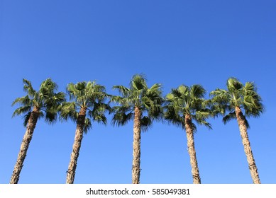 palm trees and sky in Cyprus - Powered by Shutterstock