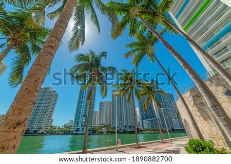 Palm trees and skyscrapers in Miami riverwalk, USA