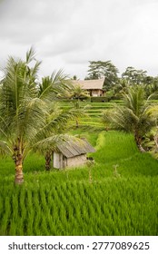 Palm trees and small hut in lush rice field under cloudy sky