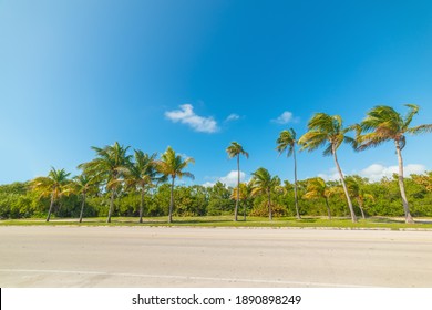 Palm trees in Smathers beach seen from the water. Key West, USA