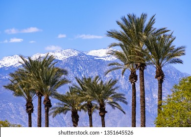 Palm Trees And The Snow Covered San Jacinto Mountains, Palm Springs, Coachella Valley, California