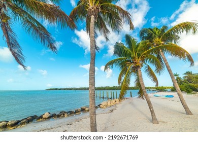 Palm Trees In Sombrero Beach. Florida, USA