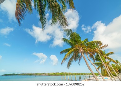 Palm Trees In Sombrero Beach, Marathon Key. Florida, USA