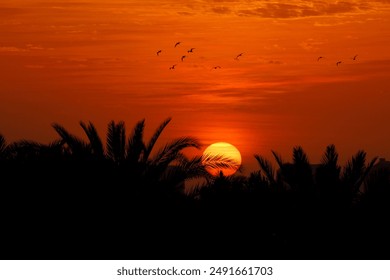 Palm trees stand in silhouette against an orange sunset sky as birds fly overhead. - Powered by Shutterstock