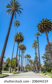 Palm Trees Street In Beverly Hills, Los Angeles